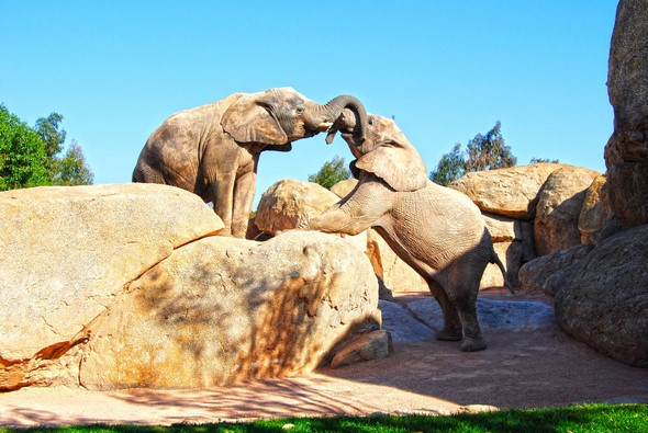 learn-about-the-treasures-hidden-within-the-bioparc-de-valencia-enviorement