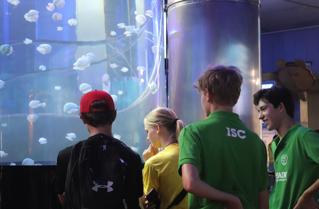 Thumbnail Les élèves de l'ISC Espagne observent des méduses dans un réservoir cylindrique à l'Oceanogràfic de Valence.